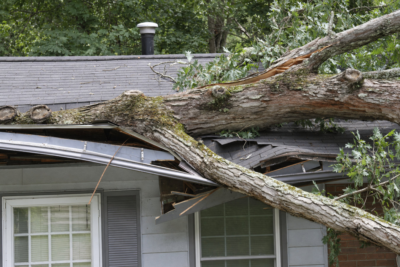 Emergency tree service in Berkeley, CA