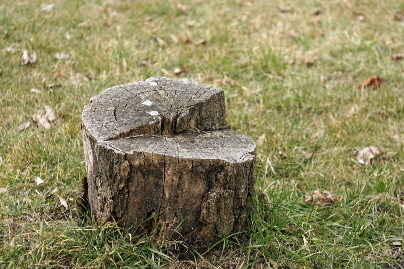Stump removal in Berkeley, CA