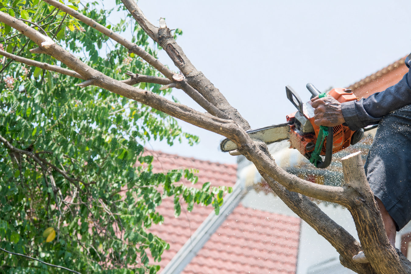 Tree trimming in Berkeley, CA